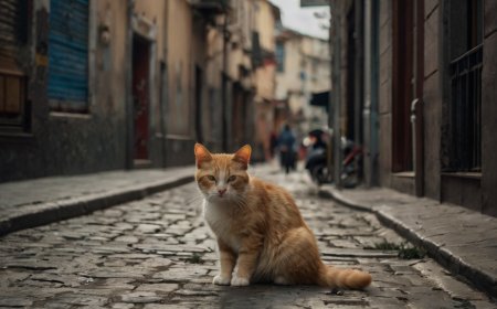 SOKAK KEDİLERİNE YARDIM ETMENİN 10 ETKİLİ YOLU