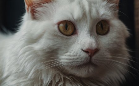 Evcil Kediler Neden Bu Kadar Popüler?