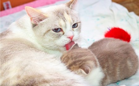 İlk Yavrusu Olan Kedinin Bakımı İçin Bilmeniz Gerekenler