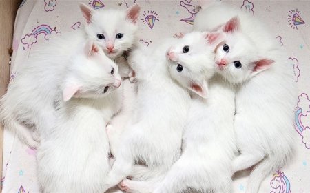 Van Kedisi Koruma Merkezi’nde 37 Yeni Yavru Doğdu