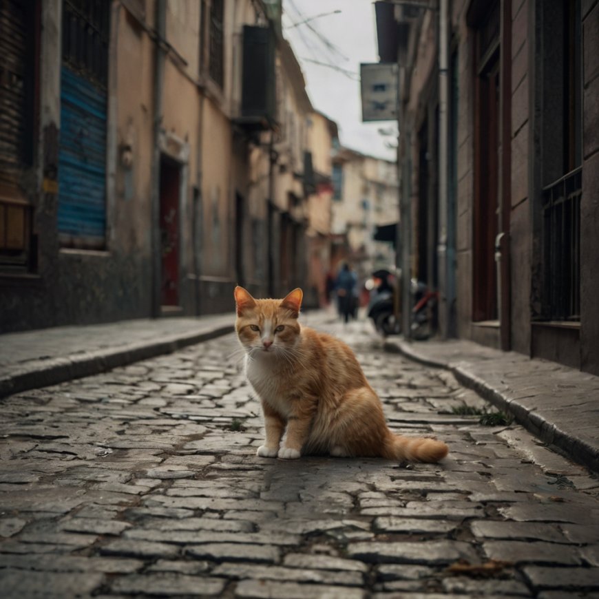 SOKAK KEDİLERİNE YARDIM ETMENİN 10 ETKİLİ YOLU