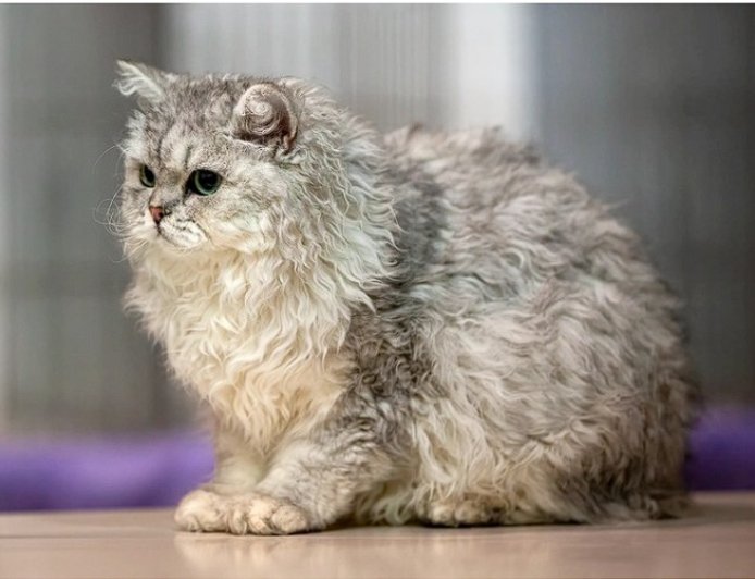 Selkirk Rex Kedisi