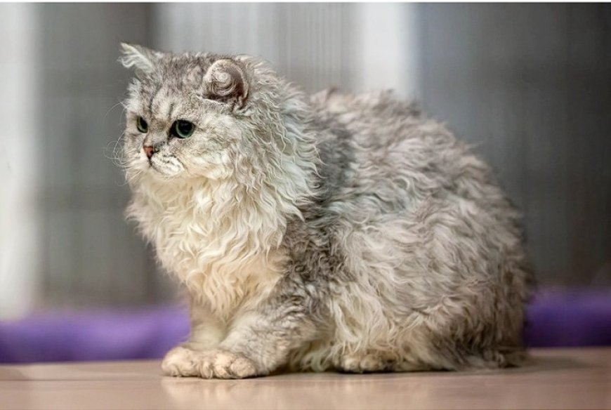 Selkirk Rex Kedisi