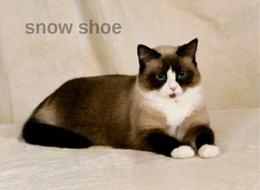 Snowshoe Kedi Irkı